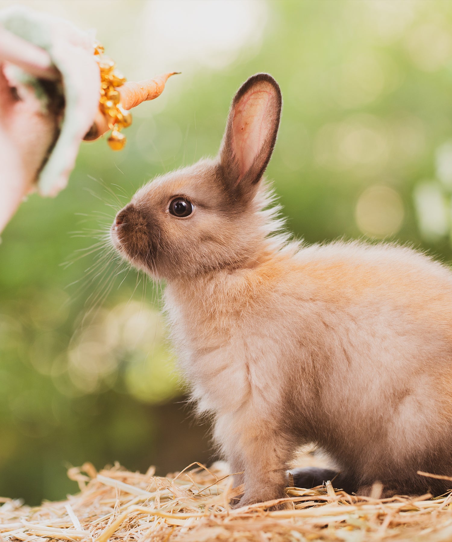 SMALL ANIMALS
