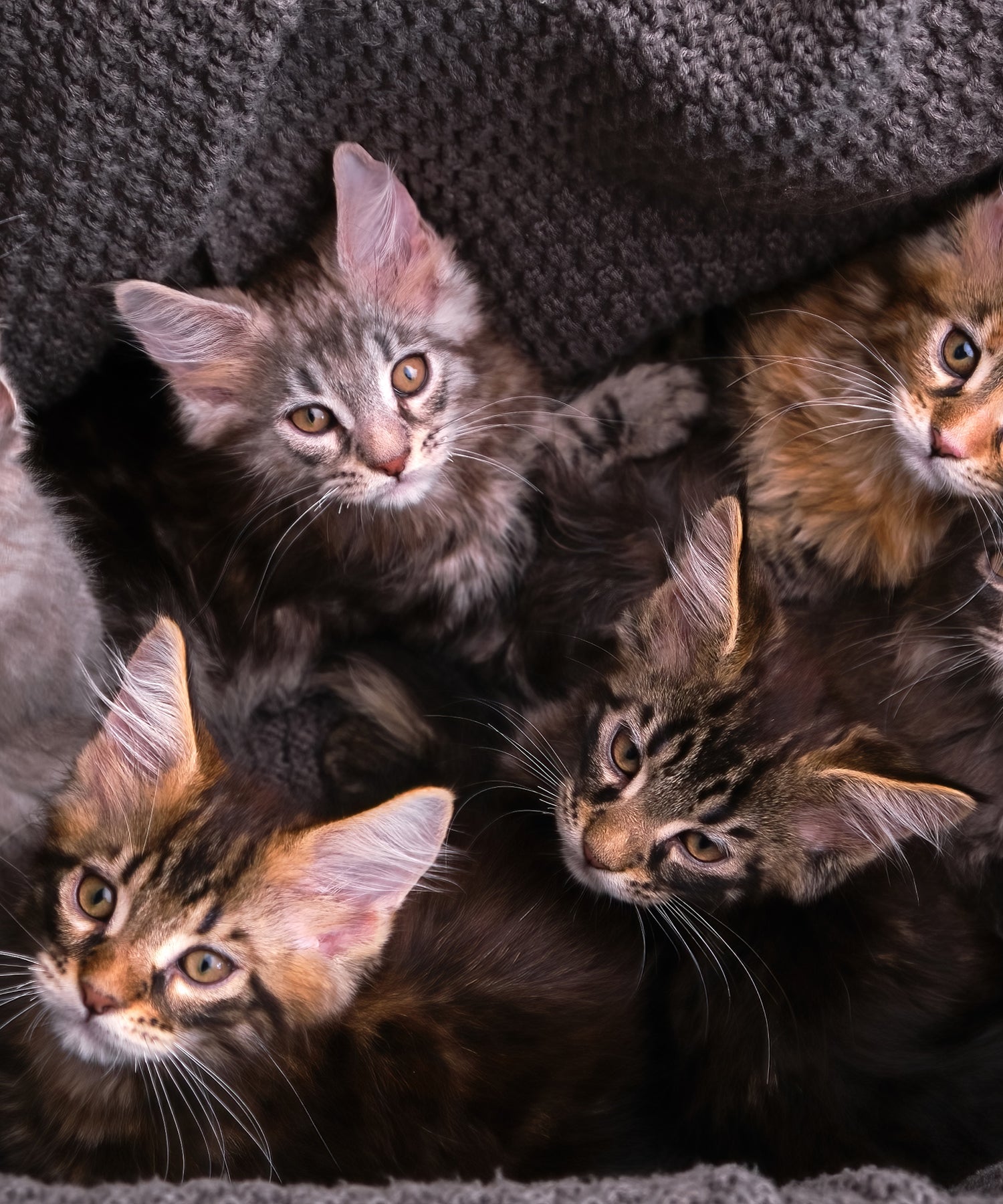 CATS