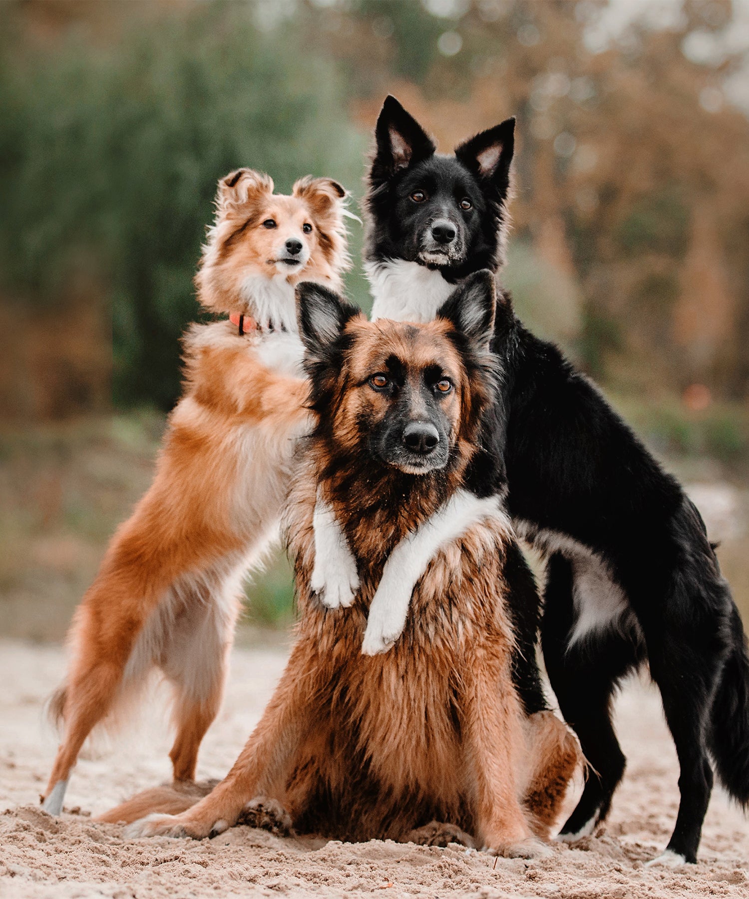 DOGS